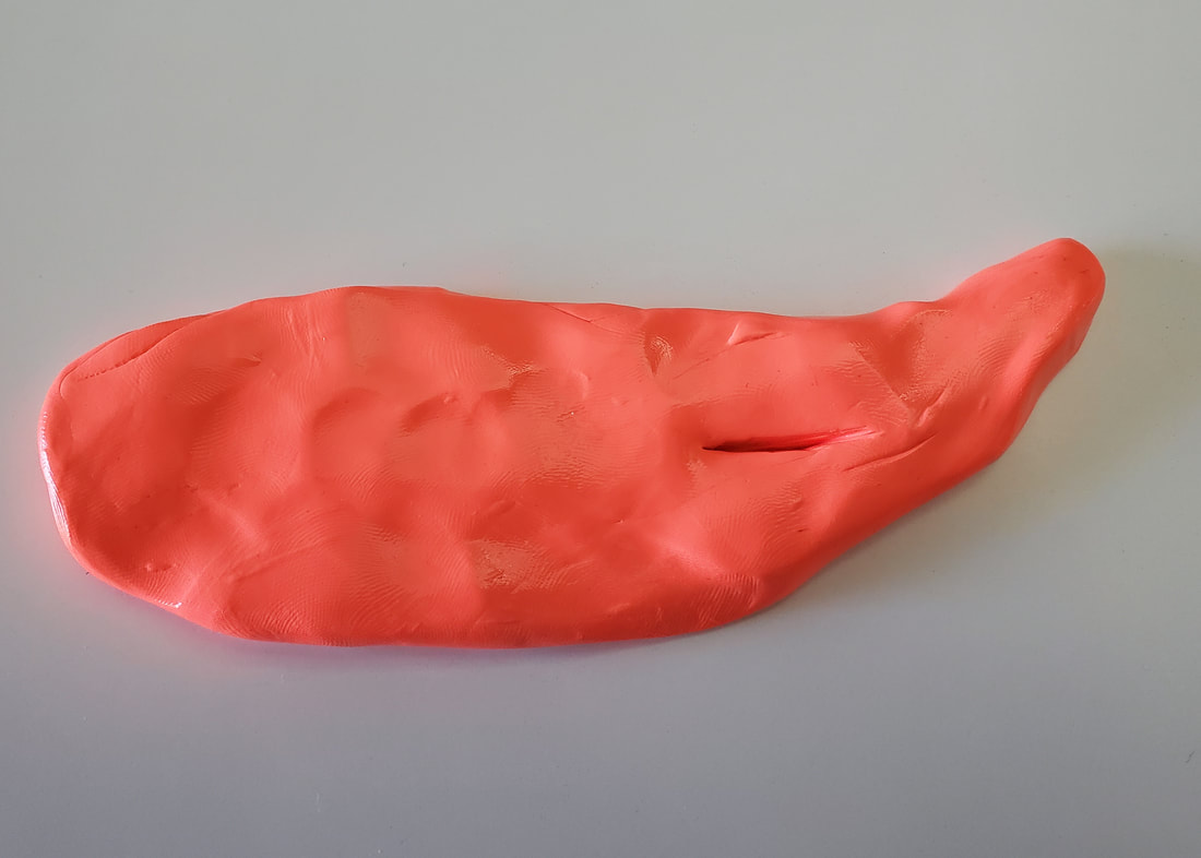 A piece of putty made into the shape of a muscle with a 1cm cut in it. The cut does not go all the way through the putty.